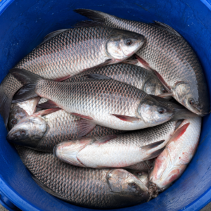 কাতল 1 kg